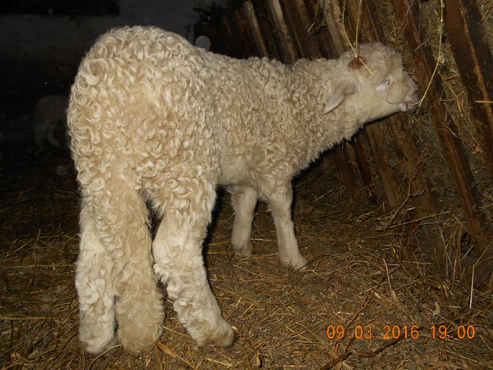 Picture 061 - Productia De Miei 2016