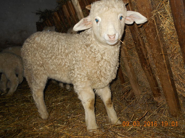 Picture 065 - Productia De Miei 2016