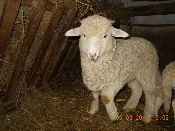 Picture 067 - Productia De Miei 2016