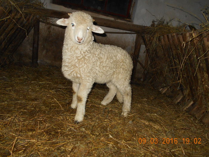 Picture 068 - Productia De Miei 2016