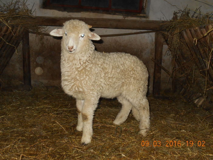 Picture 069 - Productia De Miei 2016