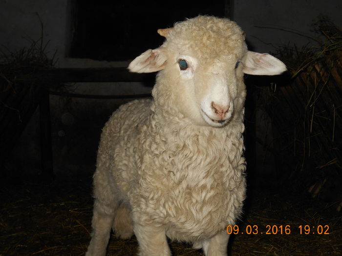 Picture 070 - Productia De Miei 2016