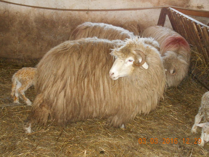 Picture 071 - Productia De Miei 2016