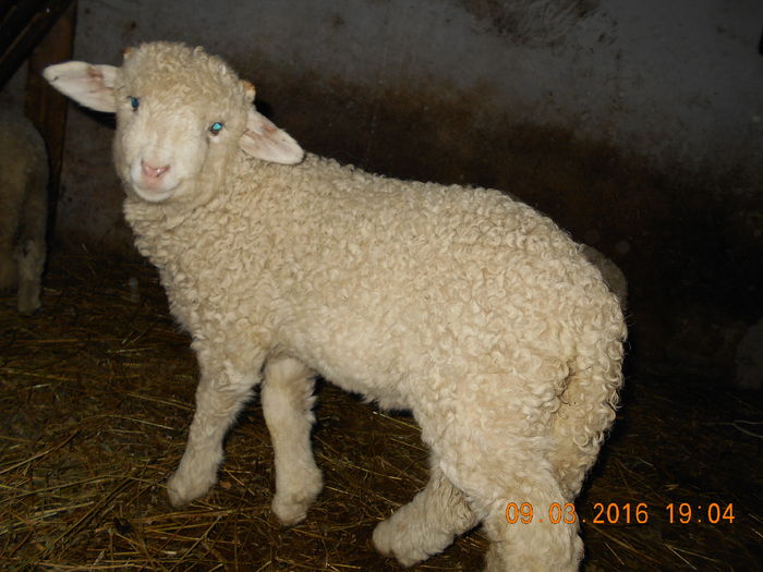 Picture 077 - Productia De Miei 2016