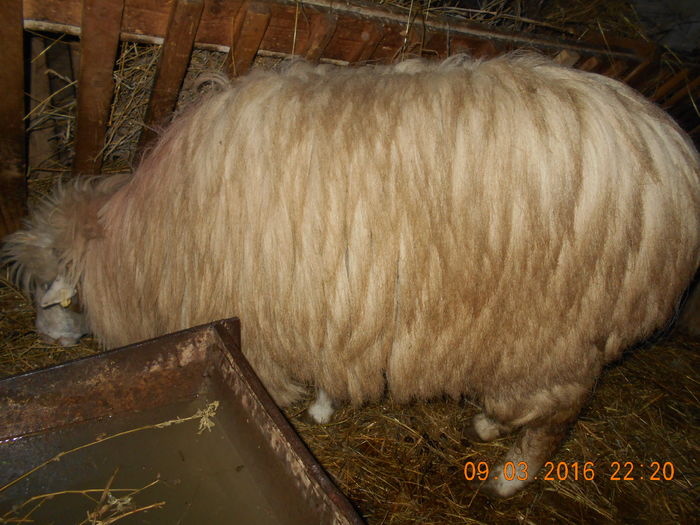 Picture 116 - Productia De Miei 2016