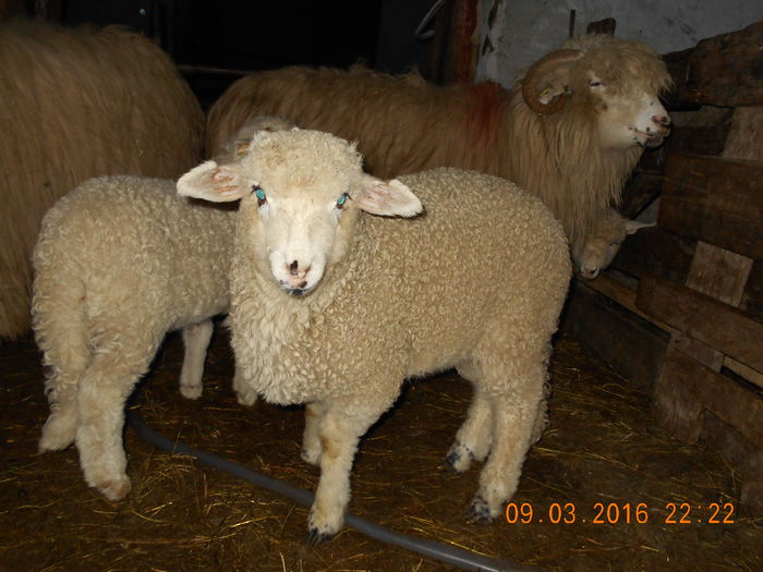 Picture 118 - Productia De Miei 2016