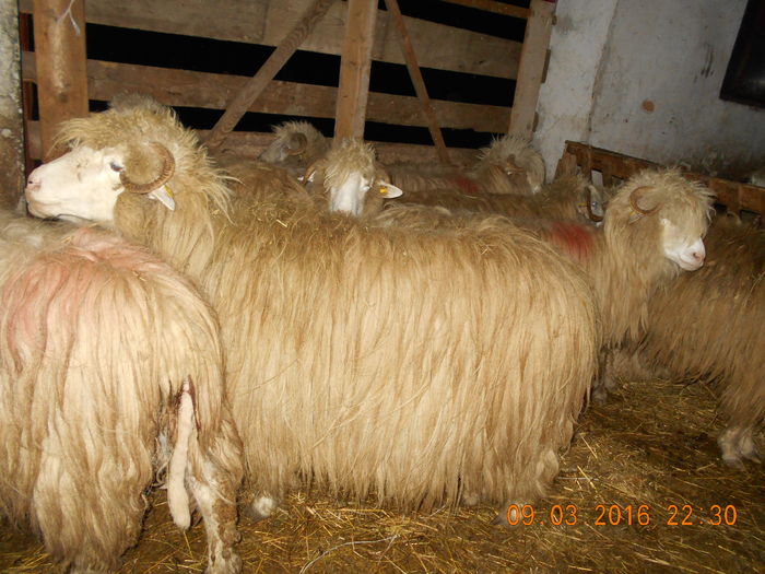 Picture 133 - Productia De Miei 2016