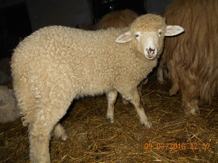 Picture 147 - Productia De Miei 2016