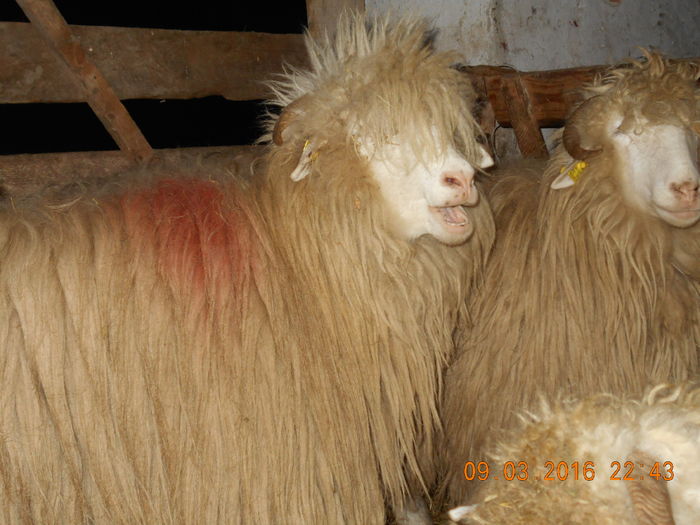 Picture 166 - Productia De Miei 2016