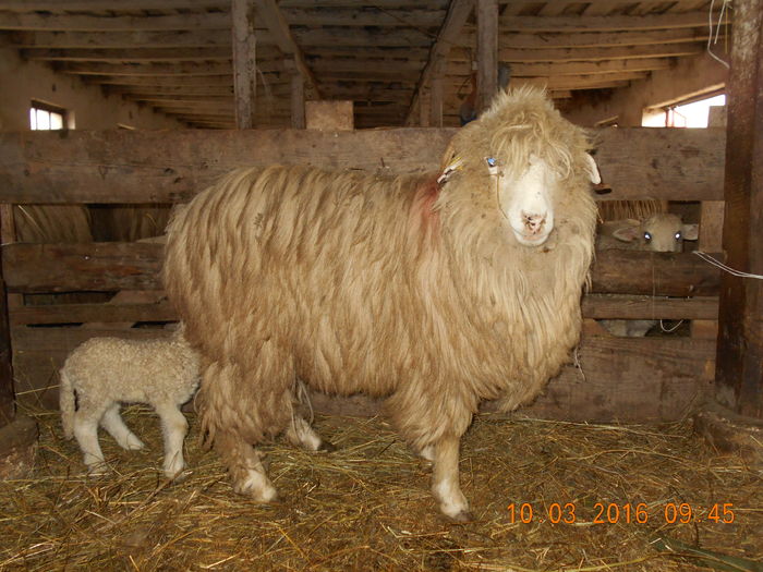 Picture 189 - Productia De Miei 2016