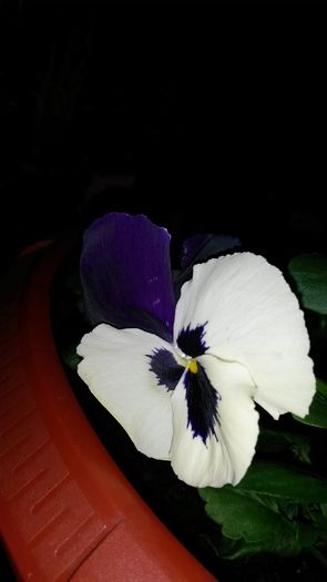 20160311_143536 - Primavara in balconul meu