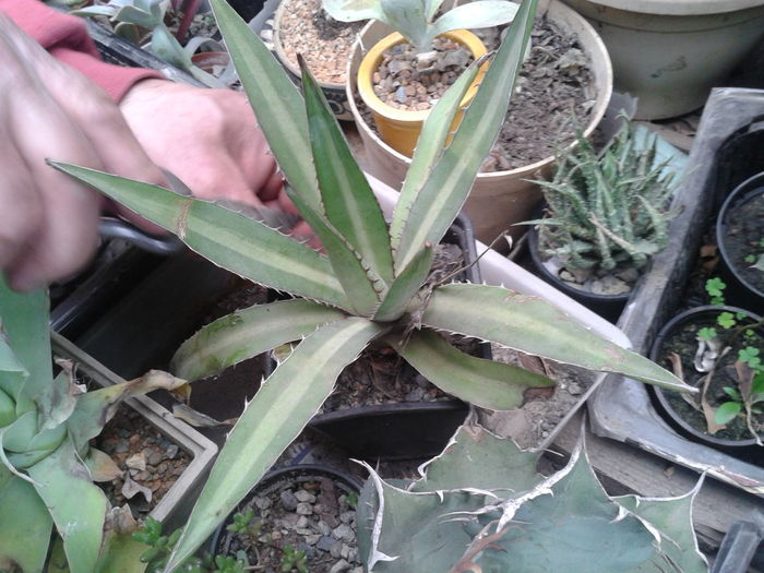 AGAVE ATTENUATA