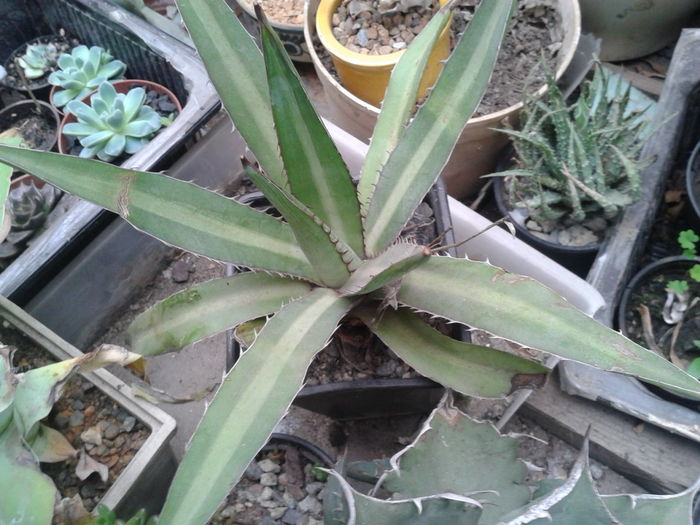 AGAVE ATTENUATA