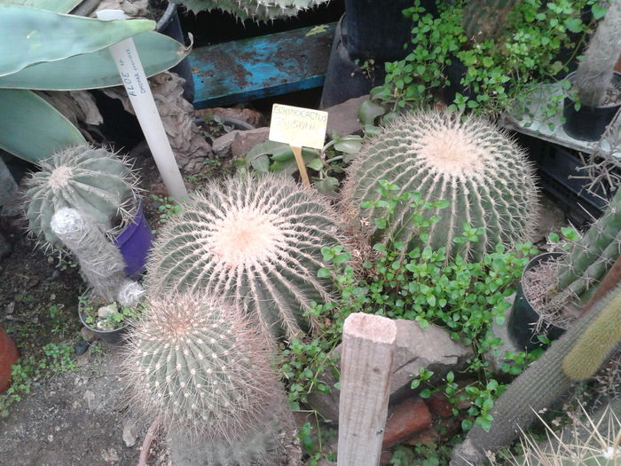 ECHINOCACTUS GRUSONII - NOUTATI DE VANZARE