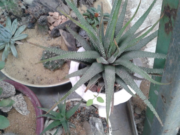 ALOE ARISTATA 25 - NOUTATI DE VANZARE