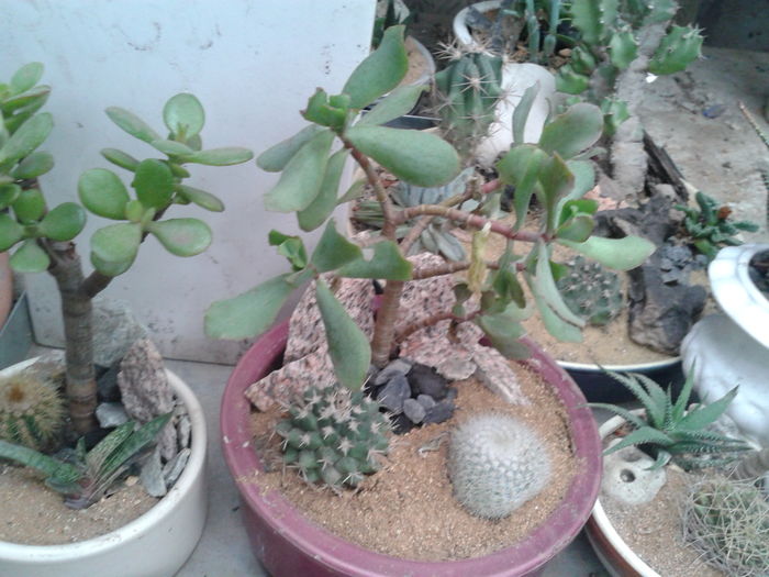 ARANJAMENT 18 - NOUTATI DE VANZARE