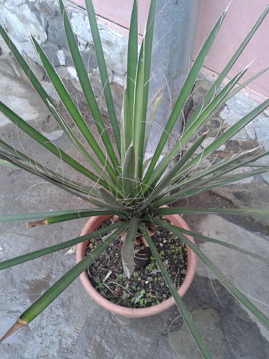 yucca faxoniana 24 de ani 150 ron - DE VANZARE NOUTATI