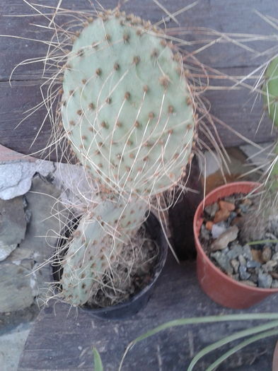 opuntia pheacantha de exterior 20 ron - DE VANZARE NOUTATI