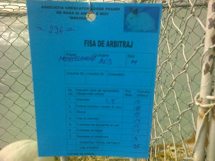 Mascul Neo 1 - VI IEPURI DE VANZARE 2016