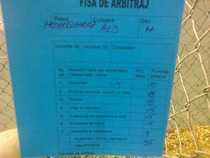 Mascul Neo 1 - VI IEPURI DE VANZARE 2016