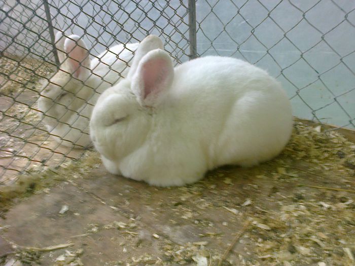 Mascul Neo 1 - VI IEPURI DE VANZARE 2016