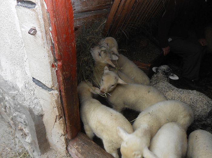 la lucerna...; mieii au doua-trei sapt.
