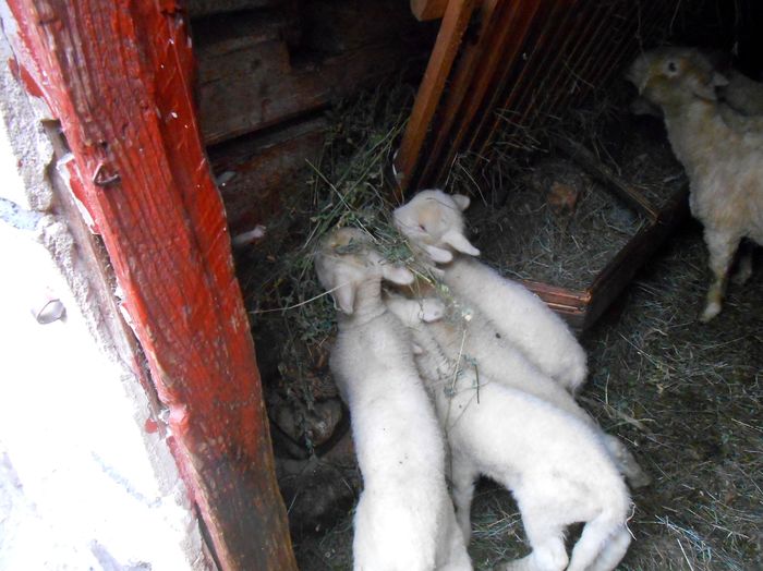 la lucerna..; mieii au doua-trei sapt.
