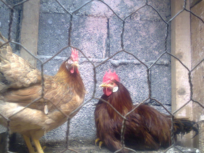 Fotografie1121 - 02 It somon project