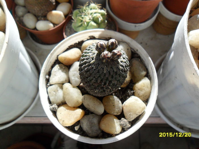 SAM_2375 - Cactusi si suculente 2016