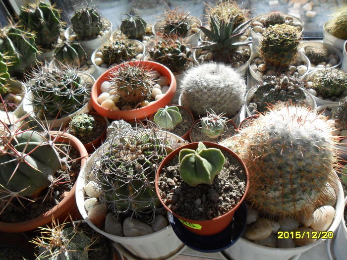 SAM_2377 - Cactusi si suculente 2016