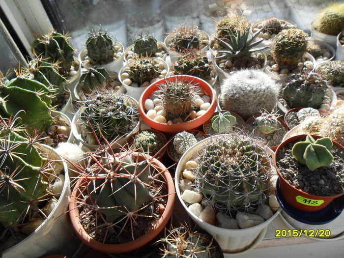 SAM_2378 - Cactusi si suculente 2016