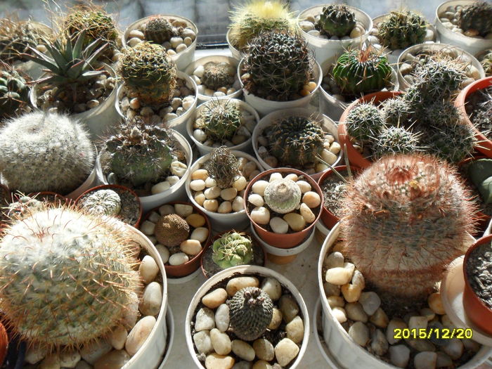 SAM_2380 - Cactusi si suculente 2016