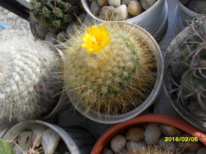 SAM_2435 - Cactusi si suculente 2016