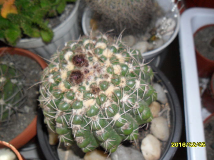 SAM_2436 - Cactusi si suculente 2016