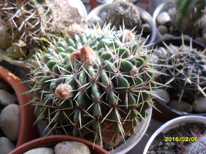 SAM_2437 - Cactusi si suculente 2016