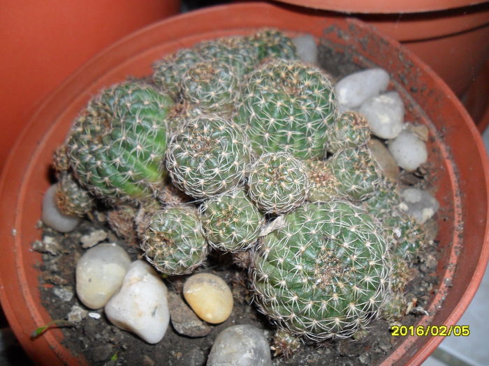 SAM_2443 - Cactusi si suculente 2016