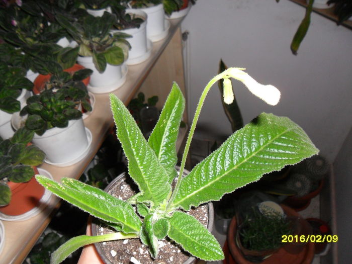 SAM_2458 - Streptocarpusi 2016