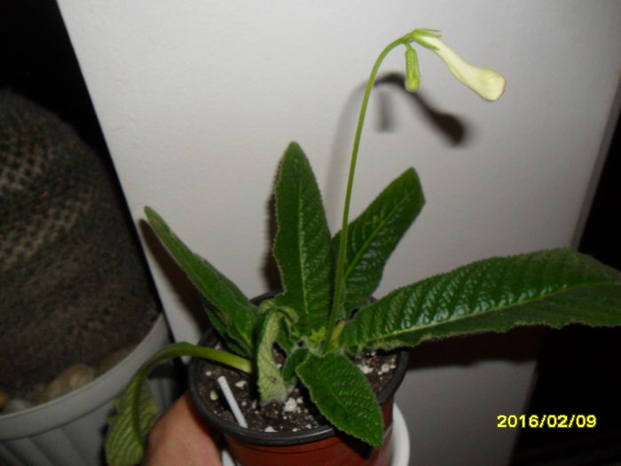 SAM_2459 - Streptocarpusi 2016