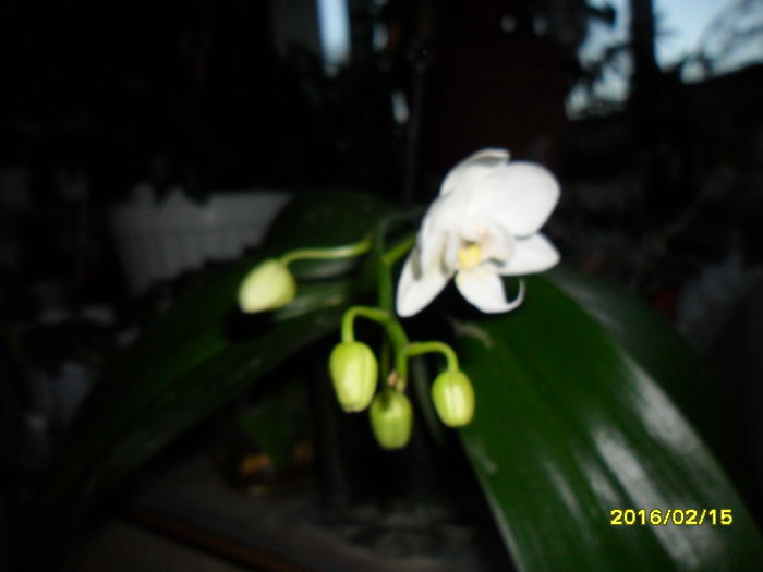 SAM_2468 - Orhidee 2016 reinfloriri