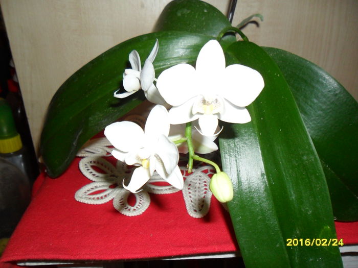 SAM_2485 - Orhidee 2016 reinfloriri