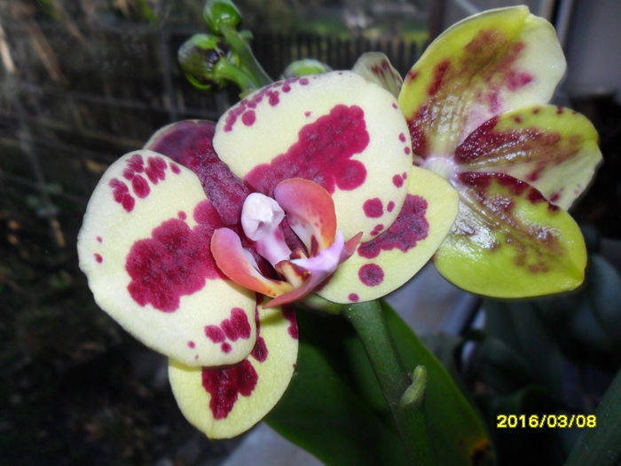 SAM_2524 - Orhidee 2016 reinfloriri