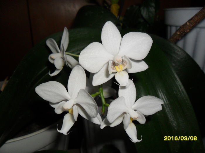 SAM_2526 - Orhidee 2016 reinfloriri