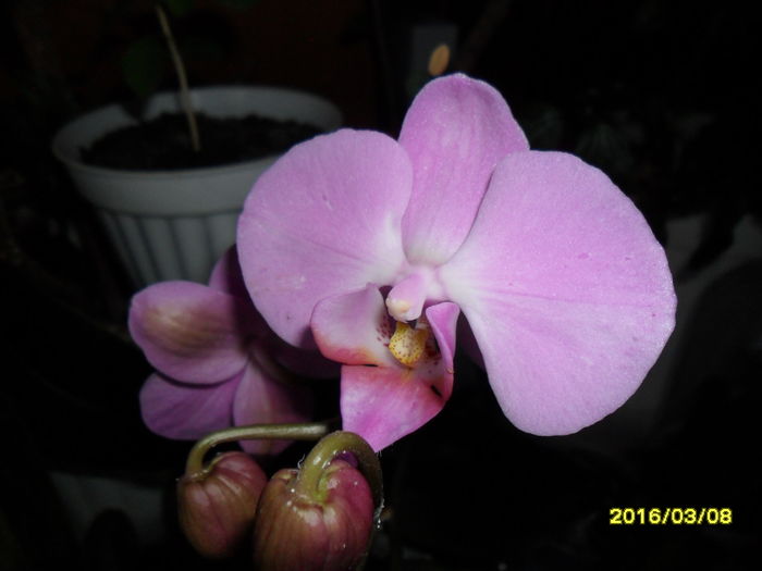 SAM_2527 - Orhidee 2016 reinfloriri