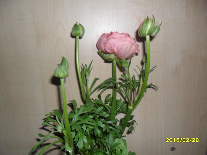 SAM_2506 - Ranunculus