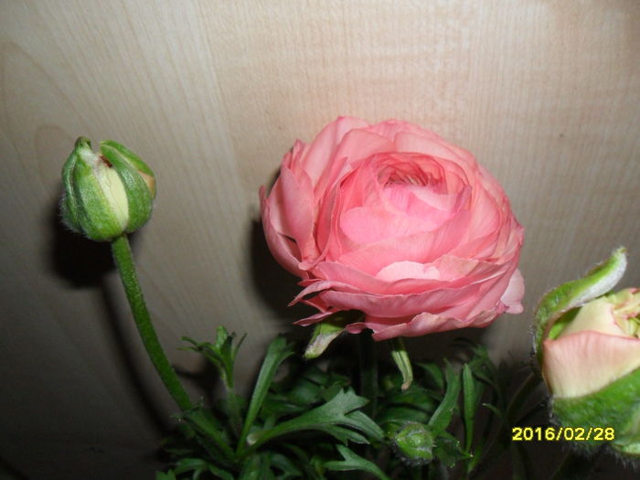 SAM_2508 - Ranunculus