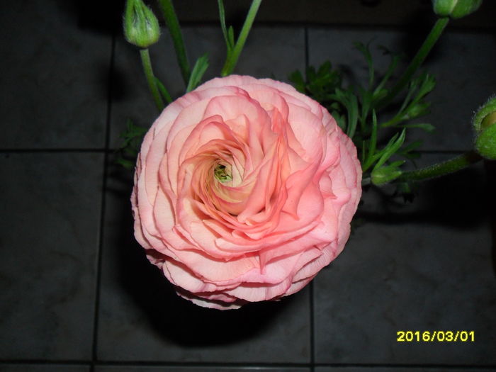 SAM_2511 - Ranunculus