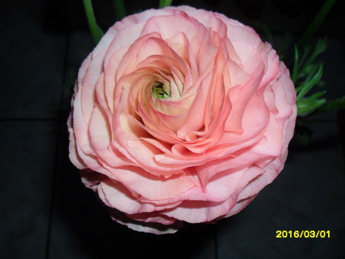 SAM_2512 - Ranunculus