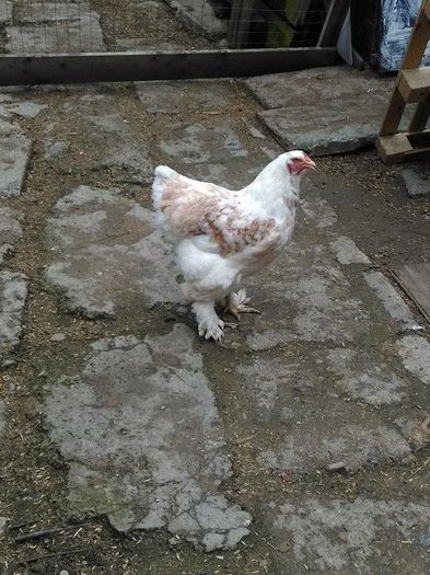 12804120_1062526217103599_324775342_n