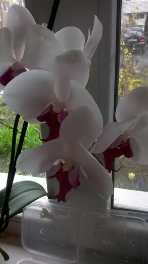 WP_20160312_09_16_53_Pro - Orhidee