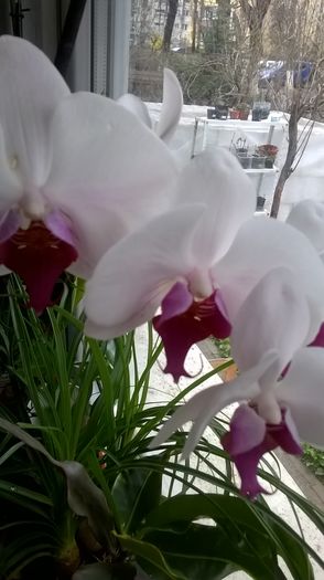 WP_20160312_09_18_42_Pro - Orhidee